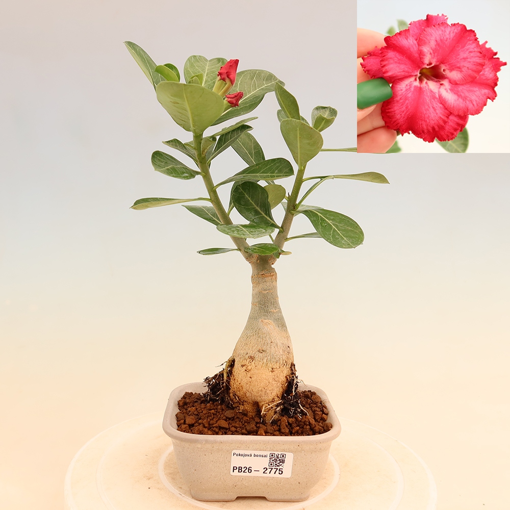 Indoor Bonsai - Adenium obesum, grafted V.F.S.326  - Desert Rose