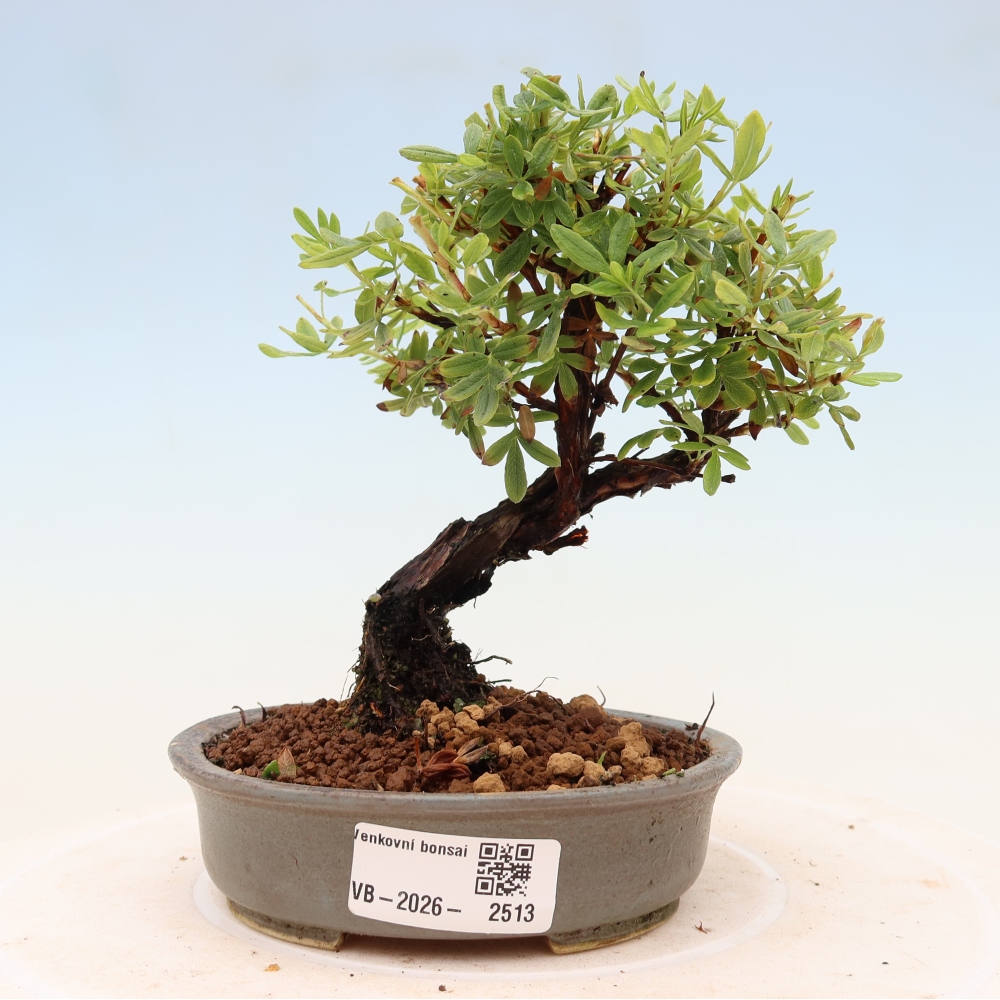 Outdoor bonsai - Potentila fruticosa