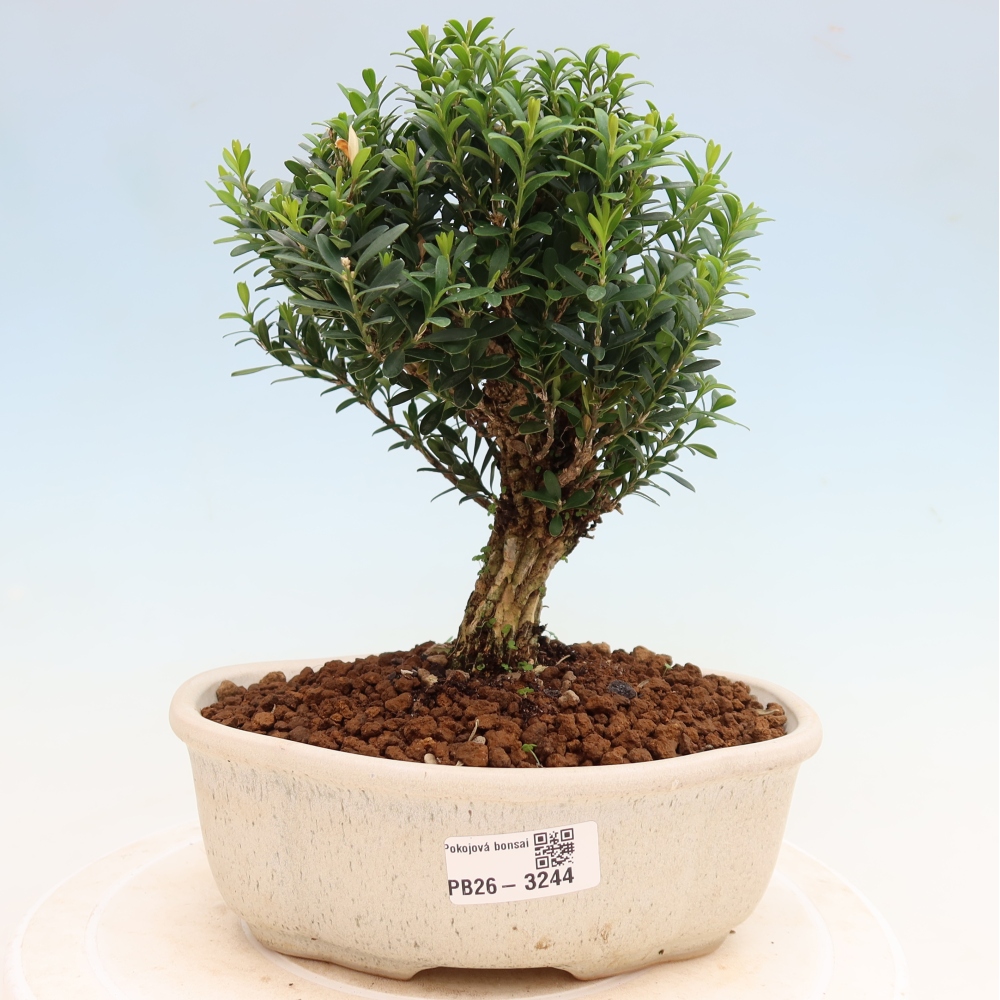 Room bonsai - Buxus harlandii - cork buxus