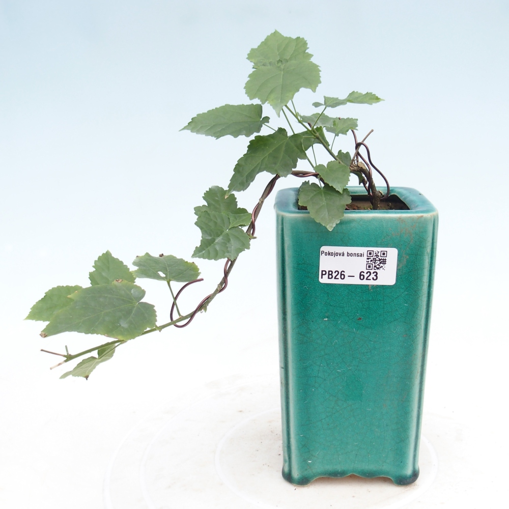 Indoor bonsai - Abutilon Big Bell - Cloudberry