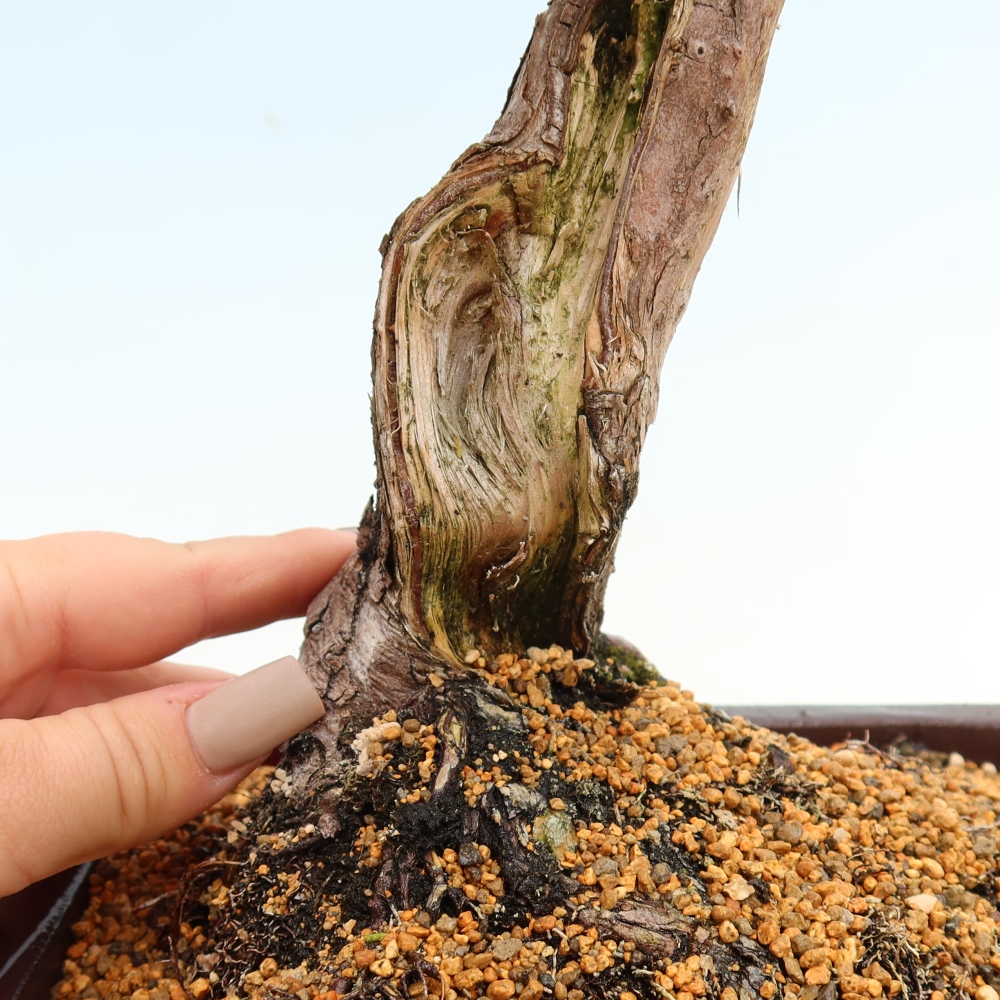 Outdoor Bonsai - Juniperus chinensis Itoigawa - Chinese Juniper