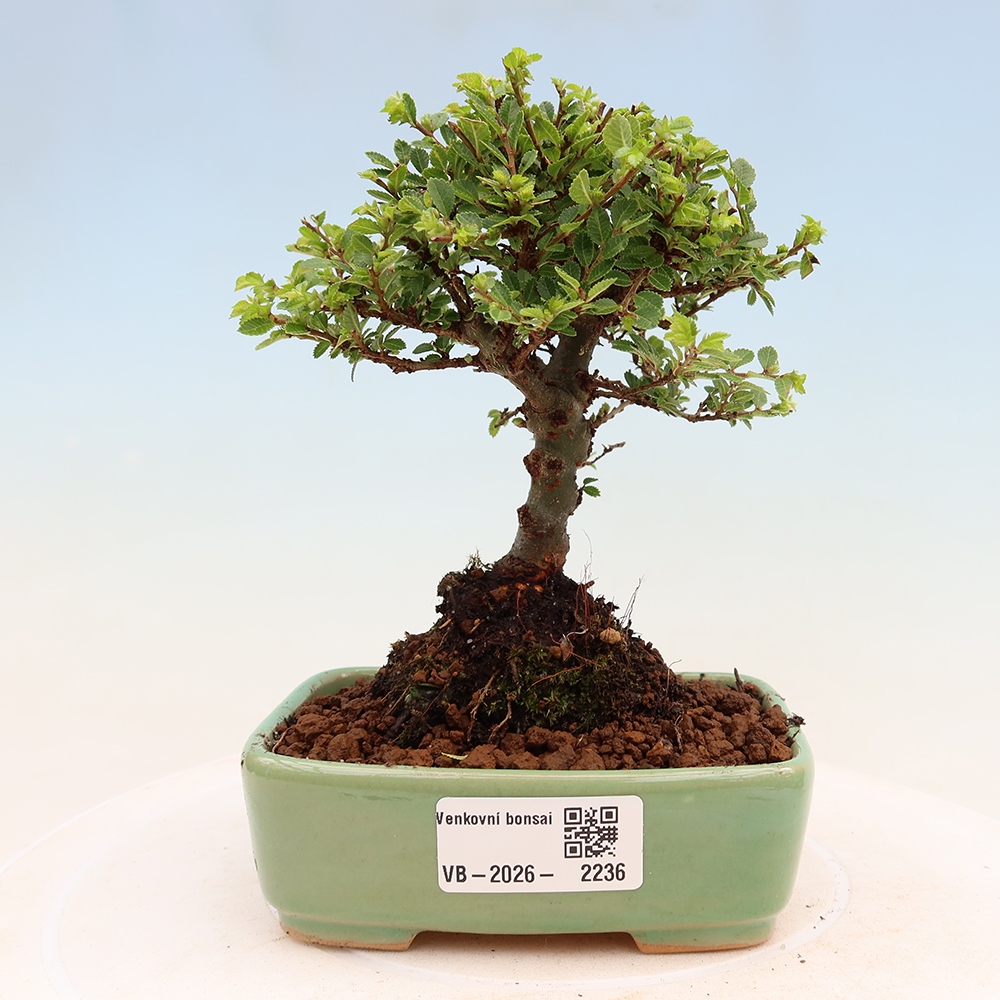 Outdoor bonsai - Ulmus parvifolia Sagei - Small-leaved elm