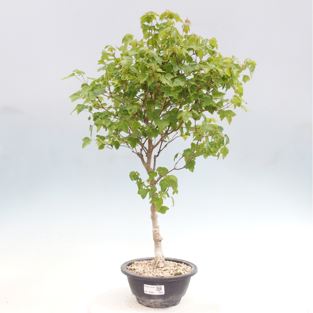 Outdoor bonsai - Acer Buergerianum - Burger Maple