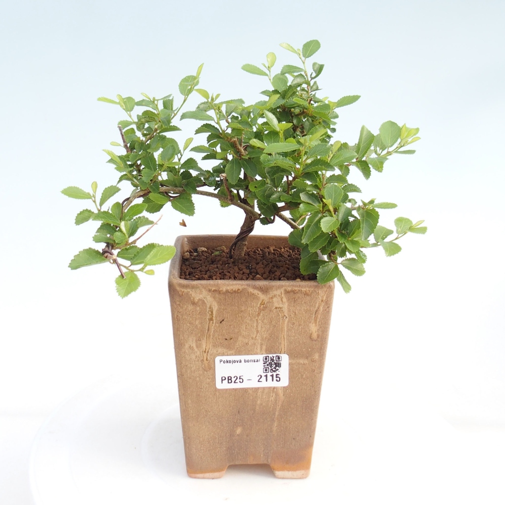 Indoor bonsai - Grewia occidentalis - Lavender star