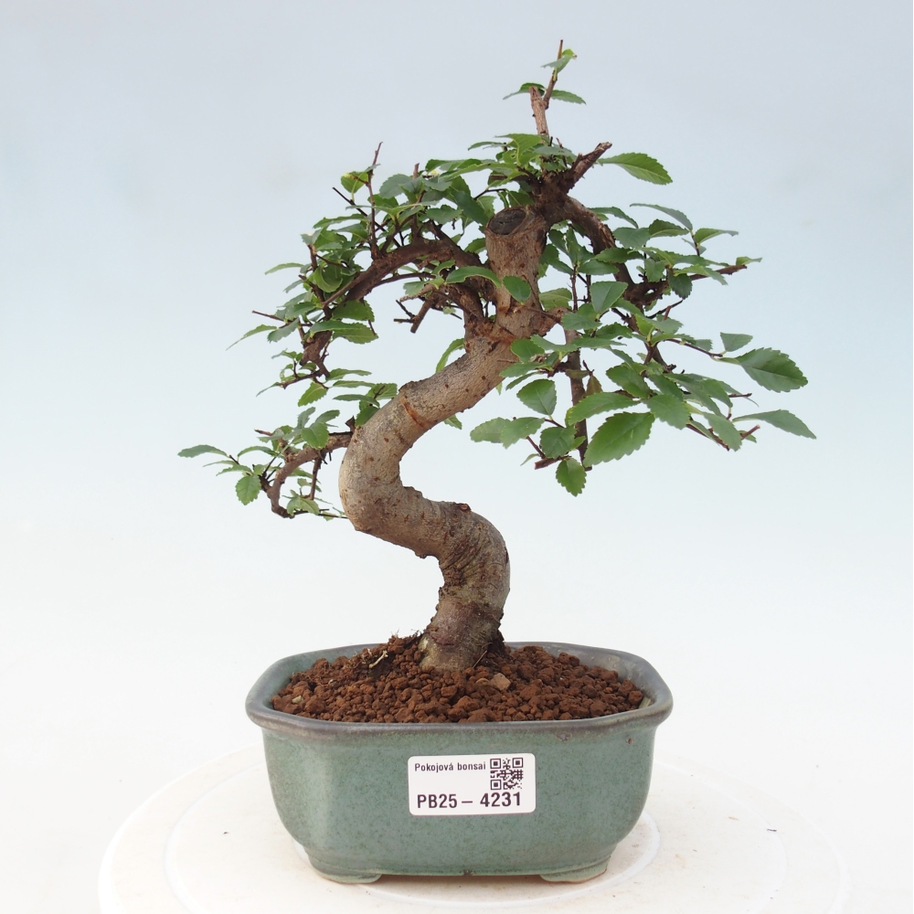 Room bonsai - Ulmus parvifolia - Small-leaved elm