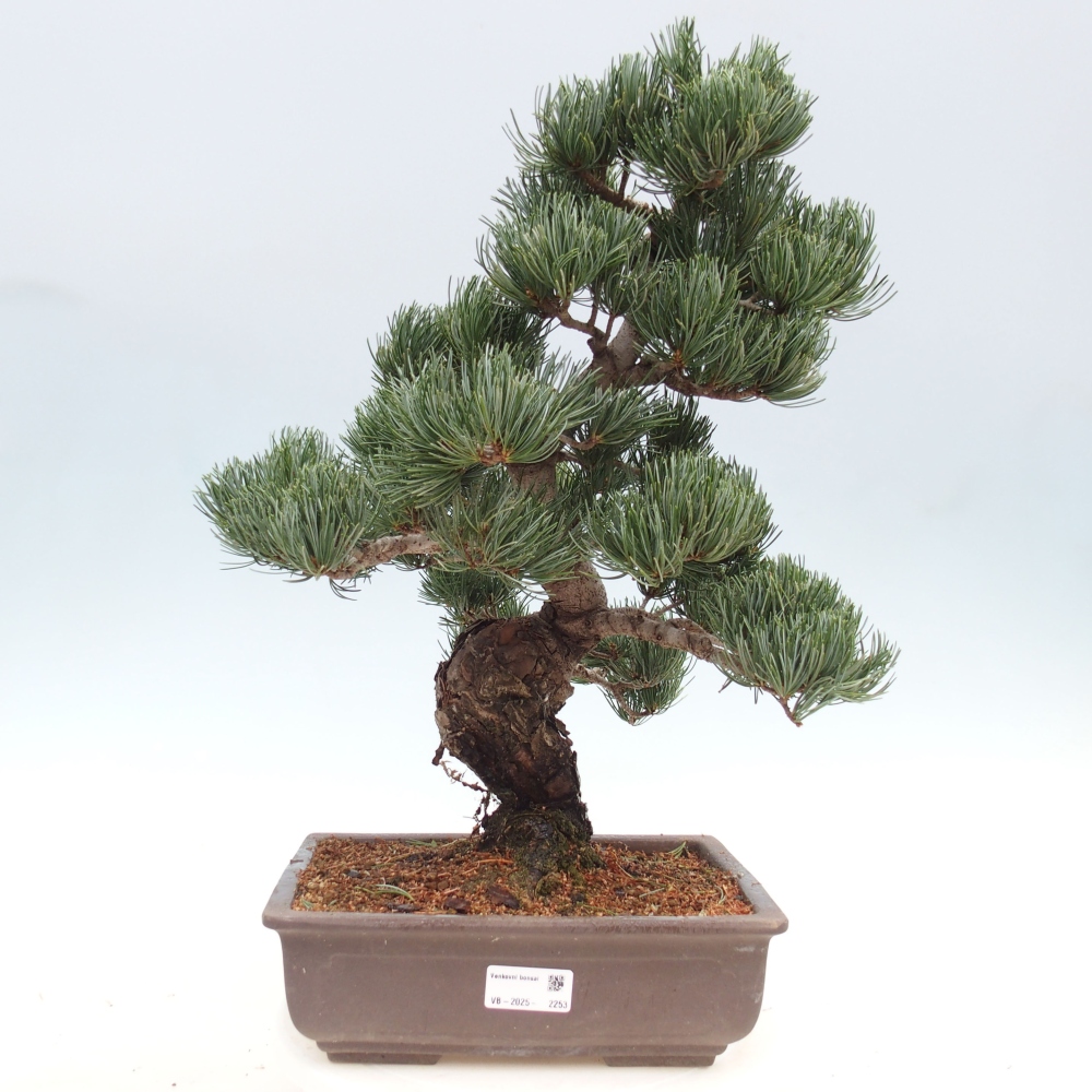 Outdoor bonsai - Pinus parviflora - Small pine tree