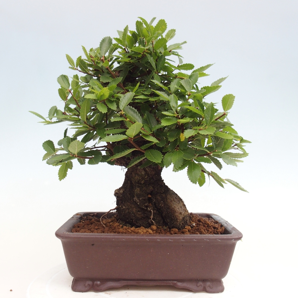 Outdoor bonsai - Zelkova - Zelkova NIRE