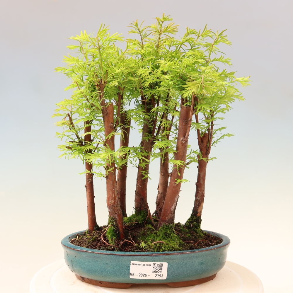 Outdoor Bonsai - Metasequoia glyptostroboides - Chinese Metasequoia - Grove