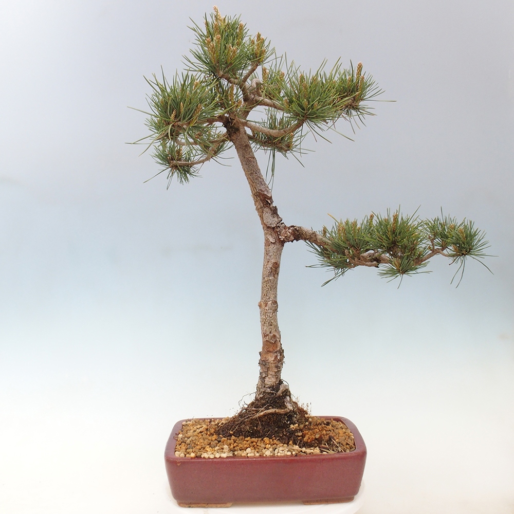 Outdoor bonsai - Pinus Sylvestris - Scots pine