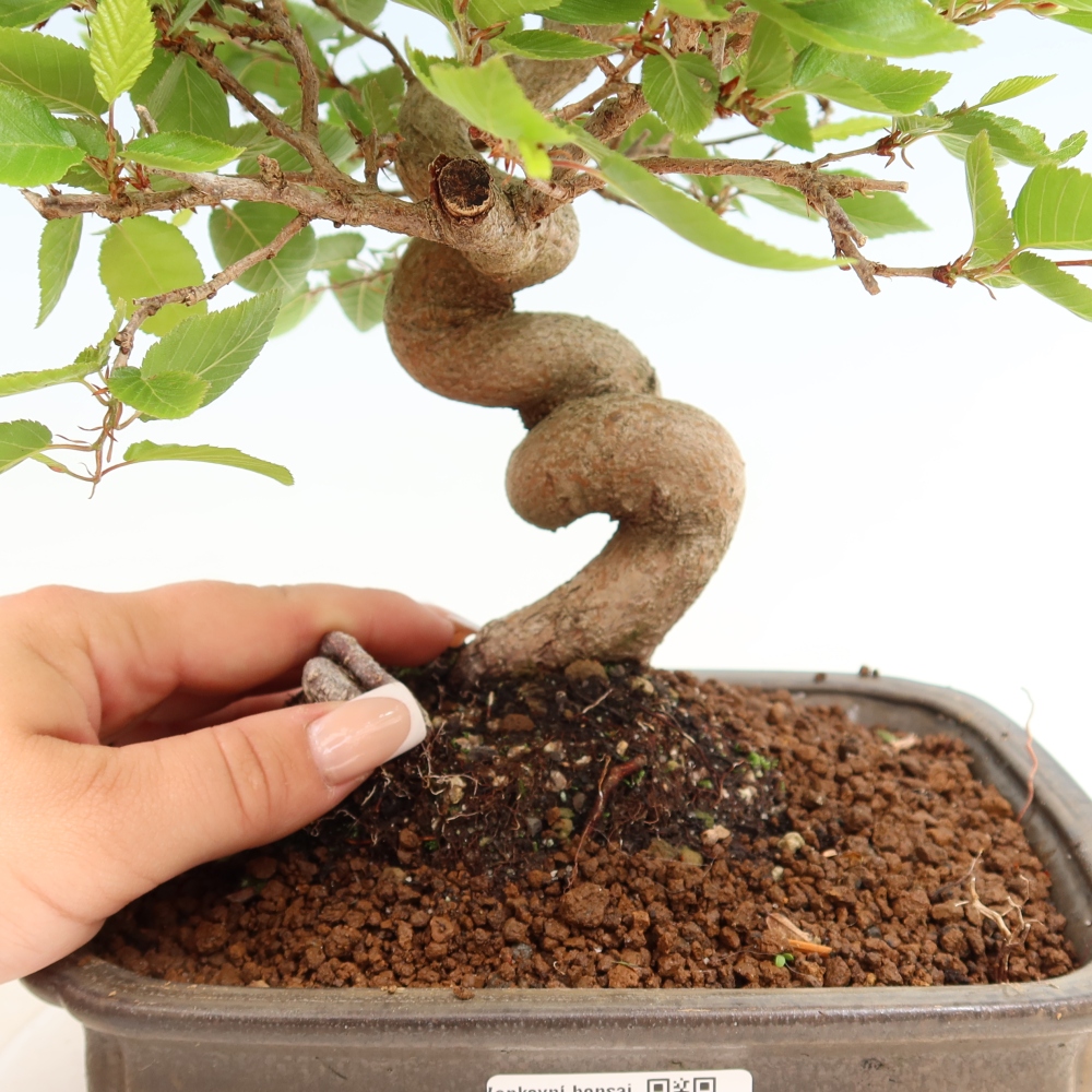 Outdoor bonsai -Carpinus coreana - Korean Hornbeam