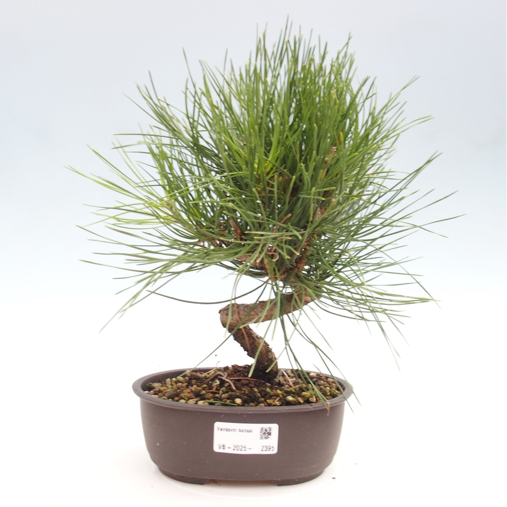Outdoor bonsai - Pinus thunbergii - Thunbergia pine