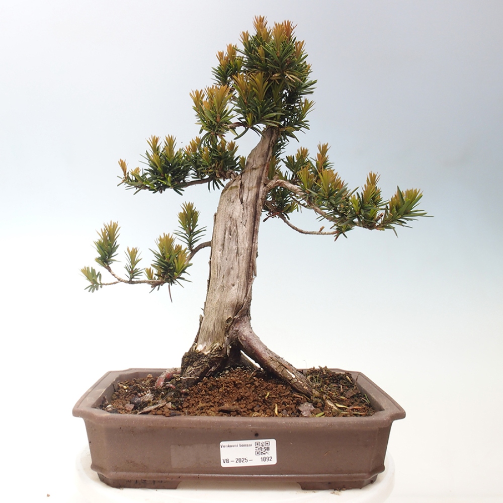 Outdoor bonsai - Taxus cuspidata - Japanese yew
