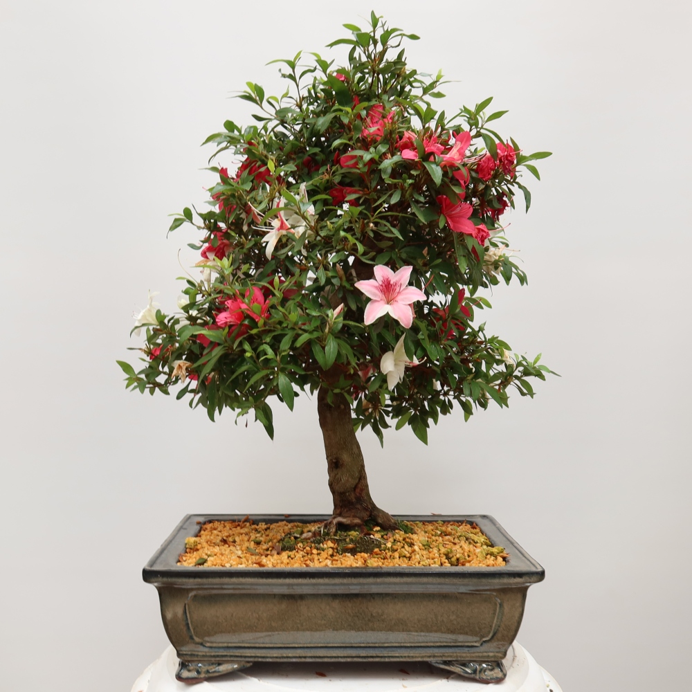 Outdoor bonsai - Japanese azalea - Azalea satsuki