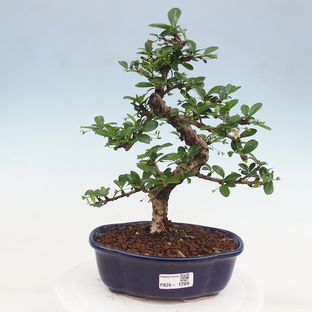Room bonsai - Carmona macrophylla - Tea fuki