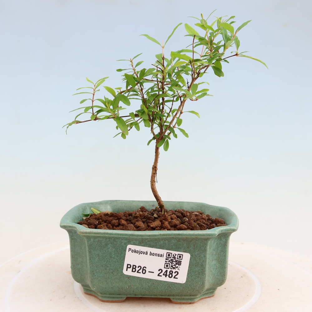 Room bonsai-PUNICA granatum nana-Granate apple