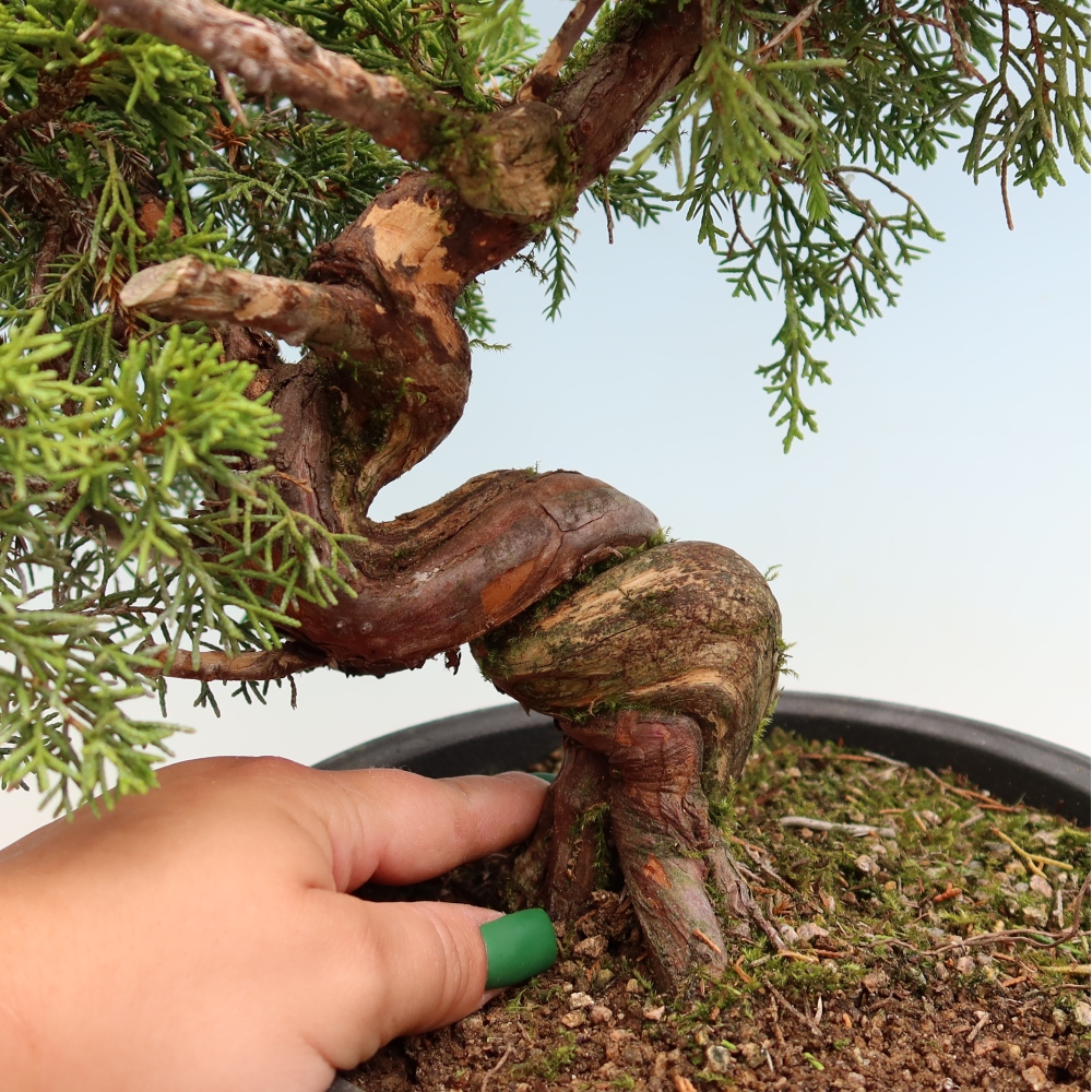 Outdoor Bonsai - Juniperus chinensis Itoigawa - Chinese Juniper