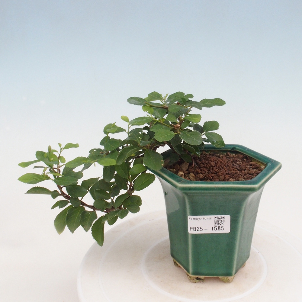 Indoor bonsai - Grewia occidentalis - Lavender star