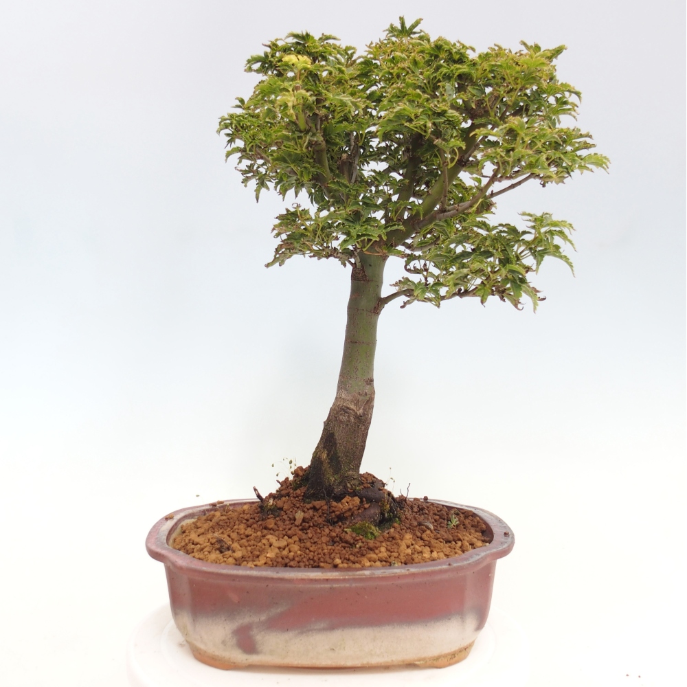 Outdoor bonsai - Acer palmatum Shishigashira maple