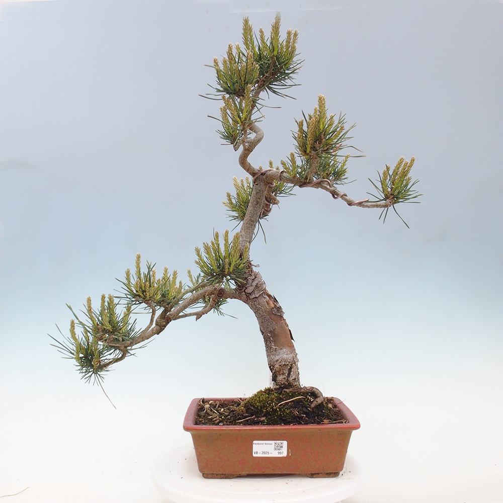 Outdoor bonsai - Pinus Sylvestris - Scots pine