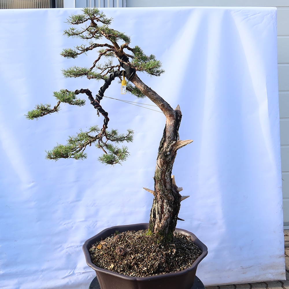 Pinus sylvestris Spain - Scots pine