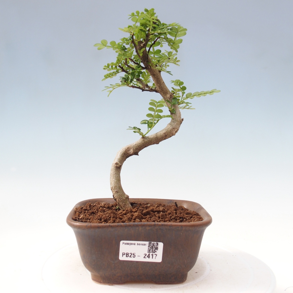 Indoor bonsai - Zantoxylum piperitum - Peppermint