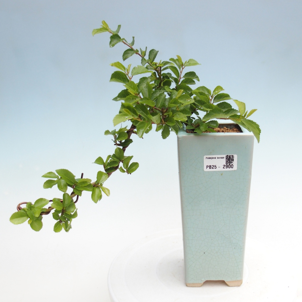 Indoor bonsai - Grewia occidentalis - Lavender star