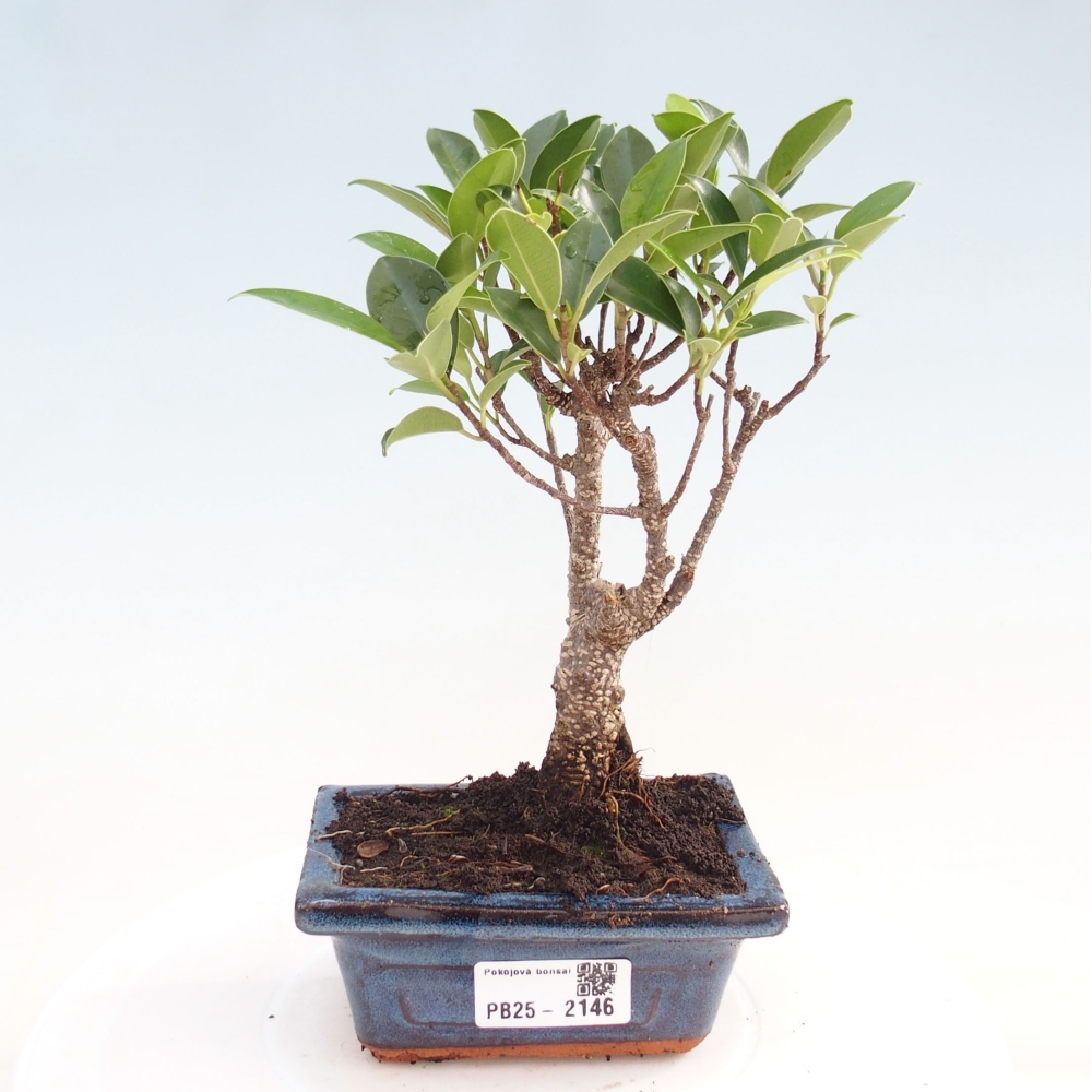 Indoor bonsai - Small-leaved ficus - Ficus kimmen