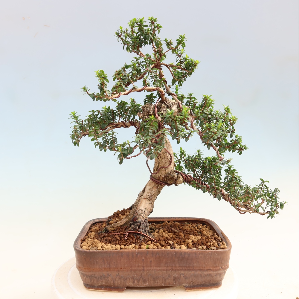 Indoor Bonsai - Myrtus communis - Common Myrtle