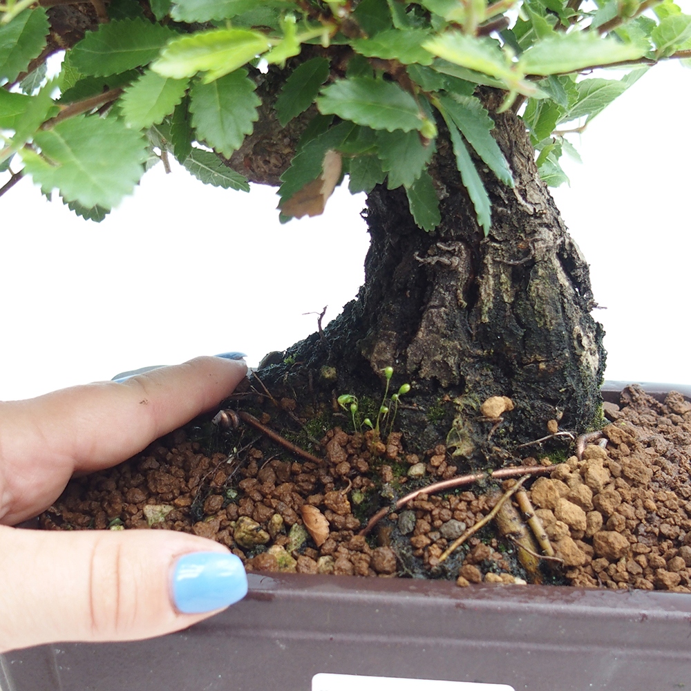 Outdoor bonsai - Zelkova - Zelkova NIRE
