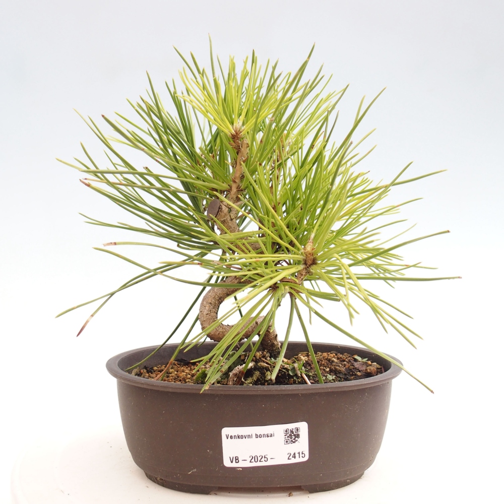 Outdoor bonsai - Pinus thunbergii - Thunbergia pine
