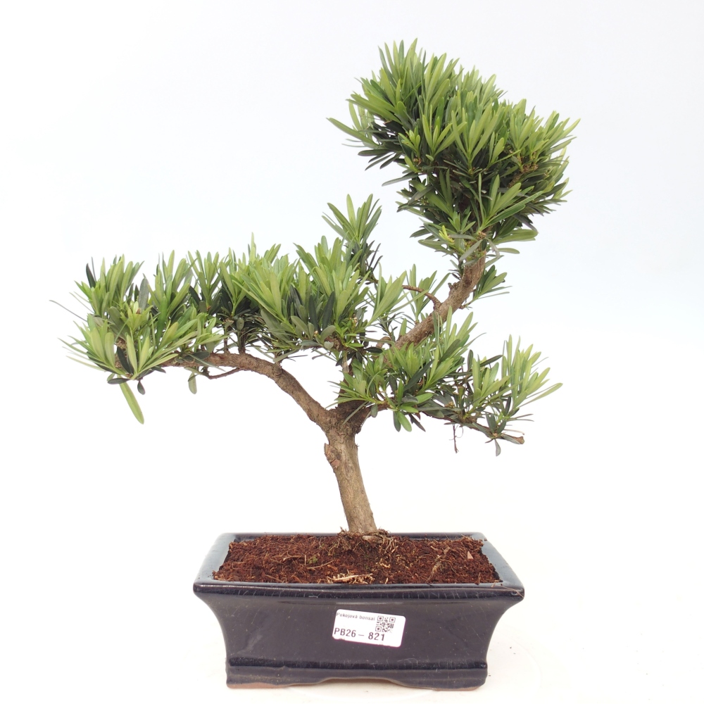 Room bonsai - Podocarpus - Stone Yew