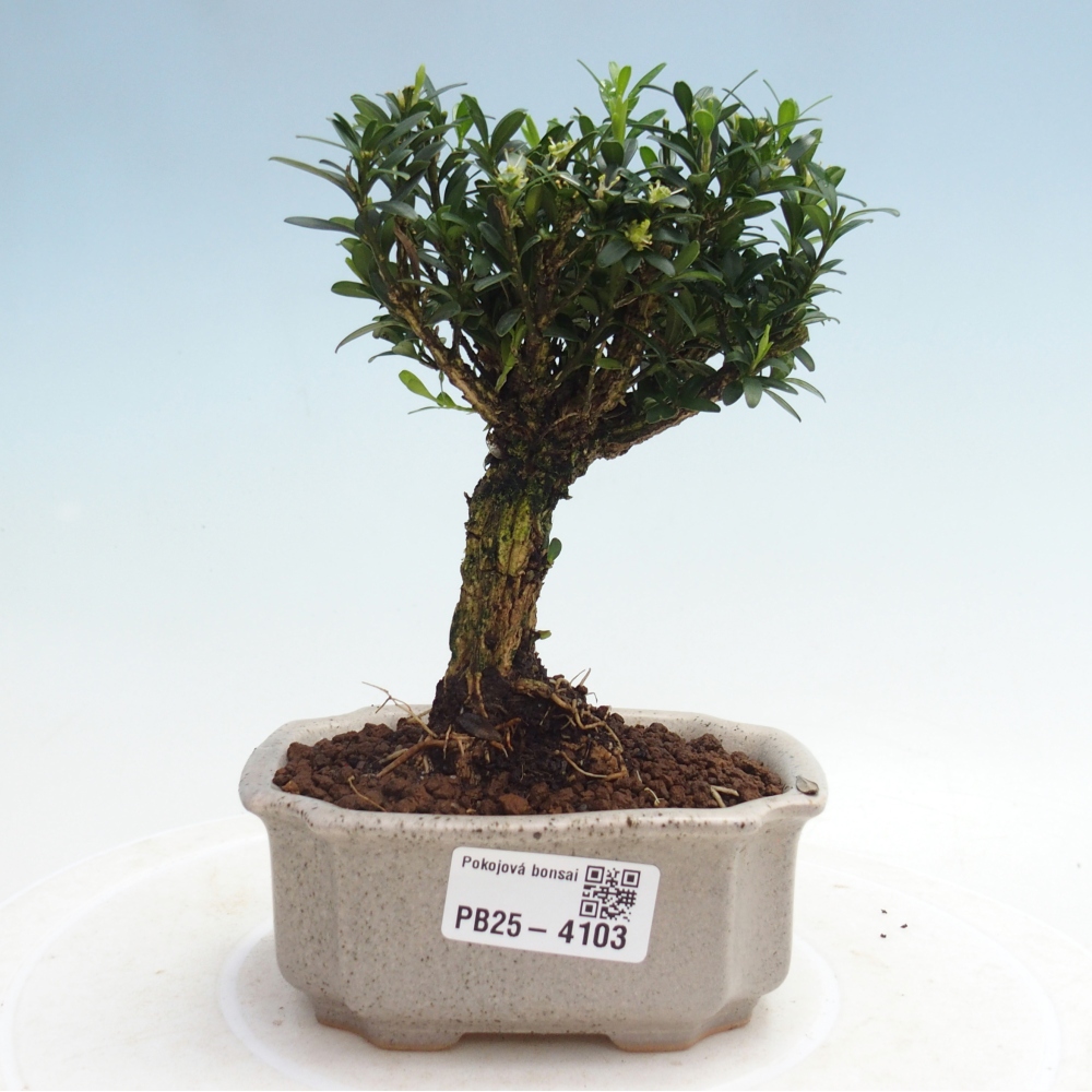 Room bonsai - Buxus harlandii - cork buxus
