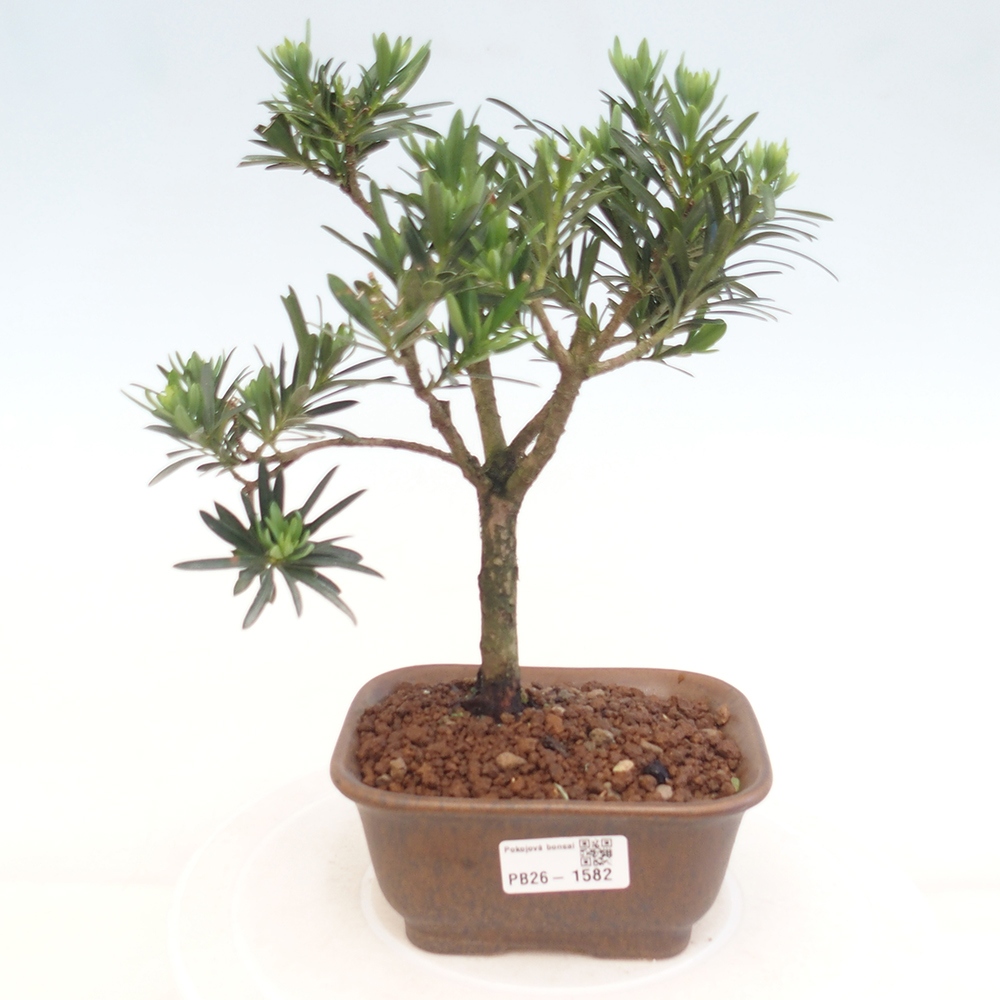 Room bonsai - Podocarpus - Stone Yew