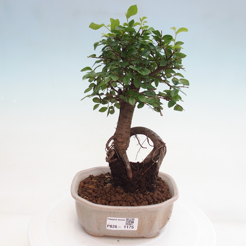 Room bonsai - Ulmus parvifolia - Small-leaved elm