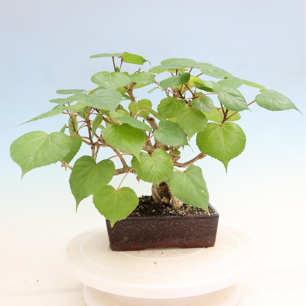 Indoor bonsai - Hibiscus tiliaceus - Sea Hibiscus