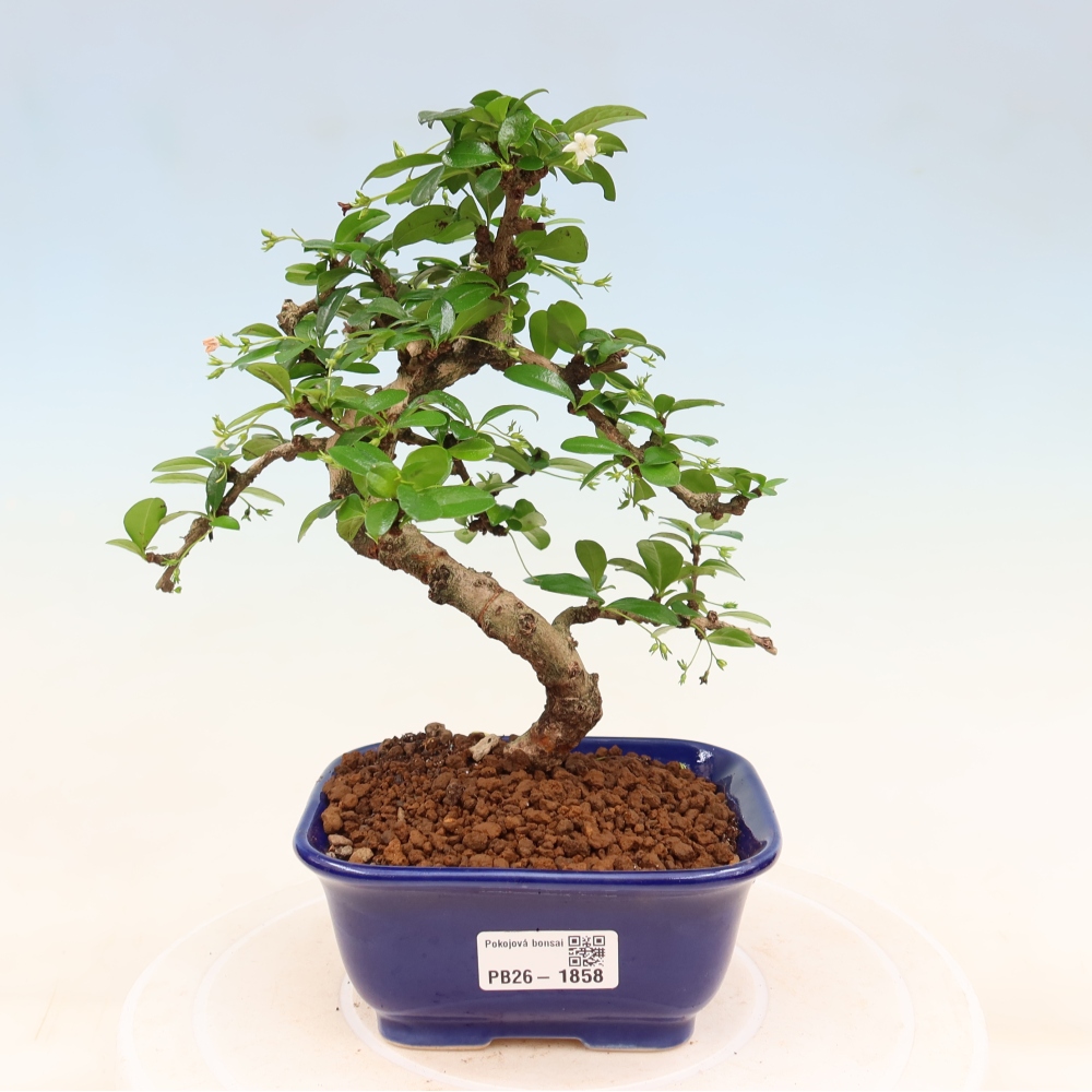 Room bonsai - Carmona macrophylla - Tea fuki