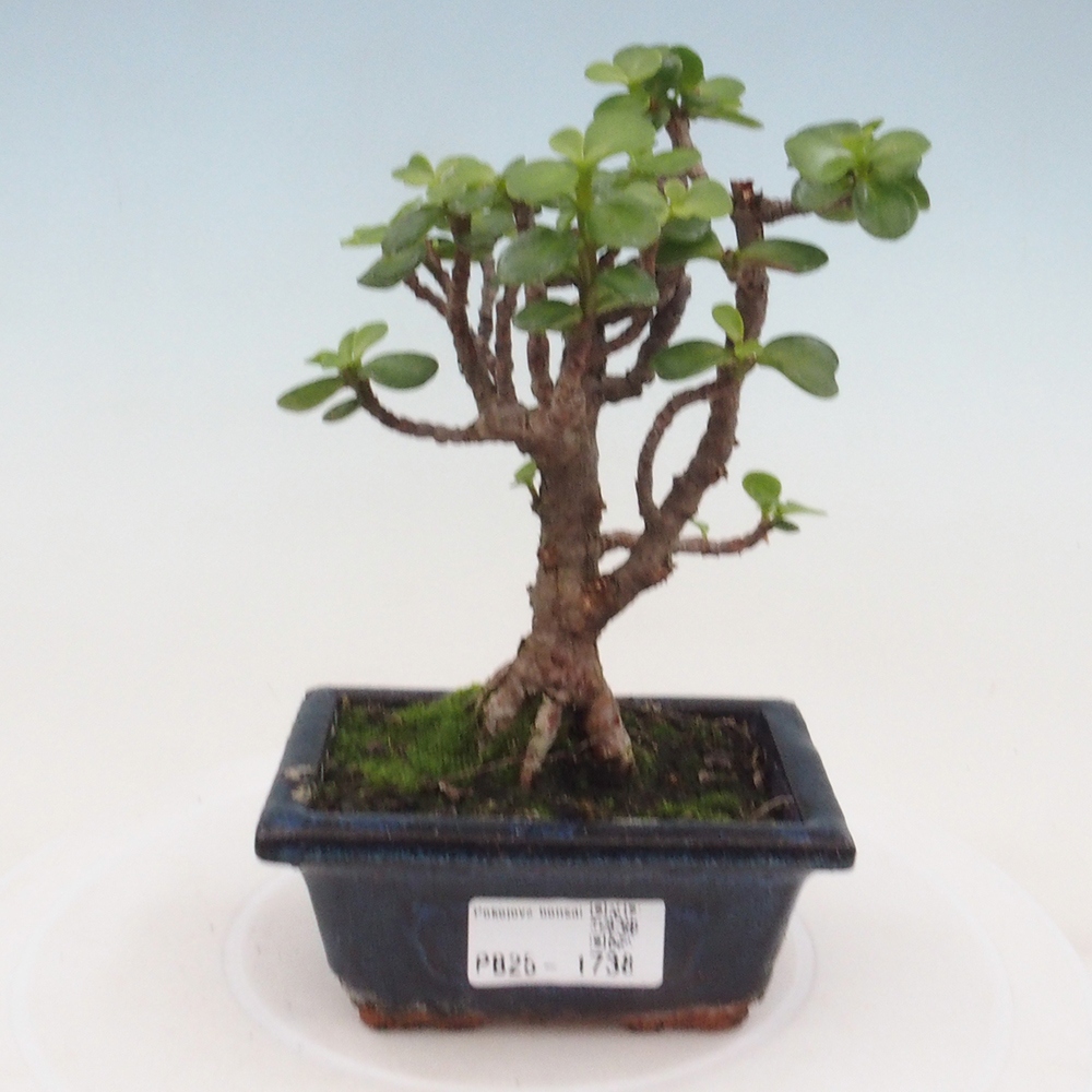 Indoor bonsai - Portulakaria Afra - Tlustice