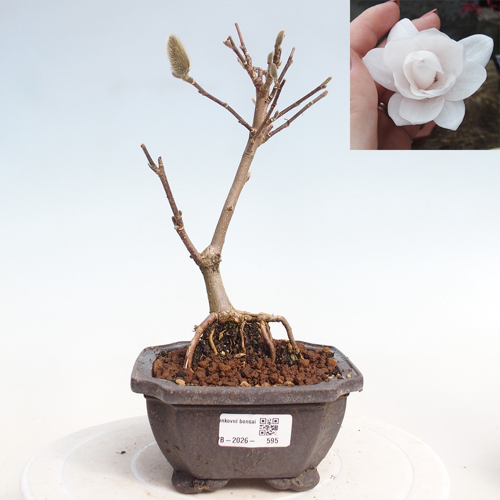 Outdoor bonsai - Magnolia stellata
