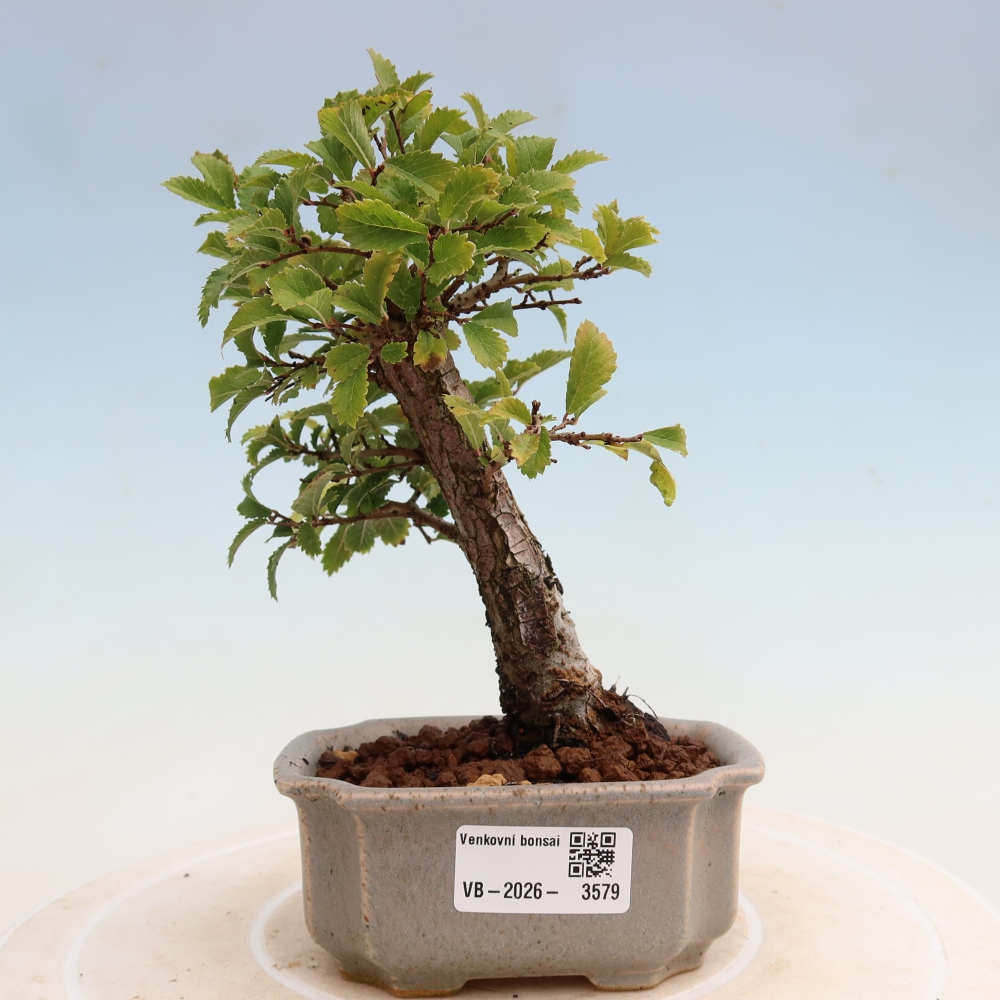 Outdoor bonsai - Zelkova - Zelkova NIRE