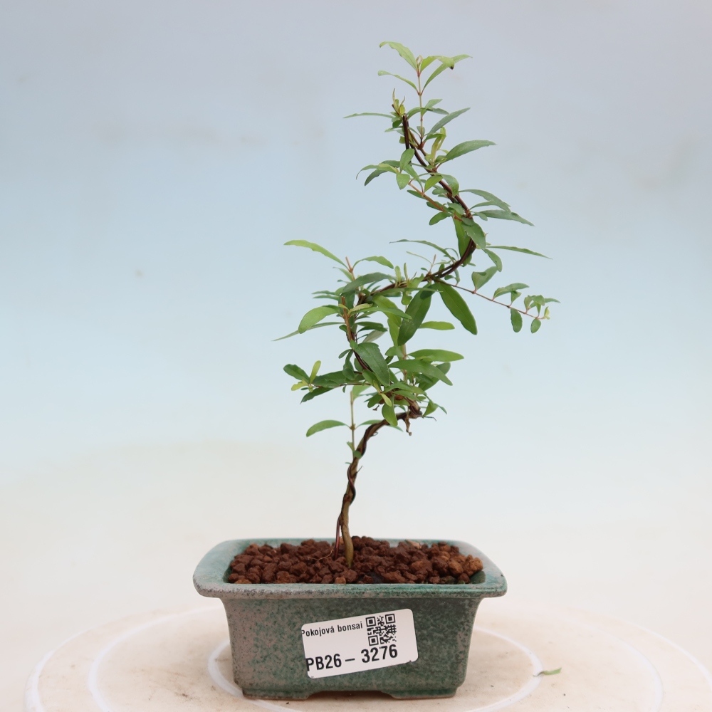 Room bonsai-PUNICA granatum nana-Granate apple