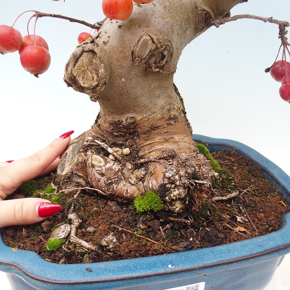 Outdoor bonsai - Malus halliana - Small-fruited apple tree