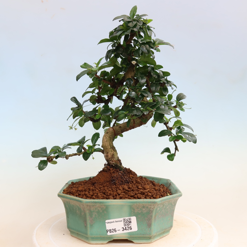 Room bonsai - Carmona macrophylla - Tea fuki