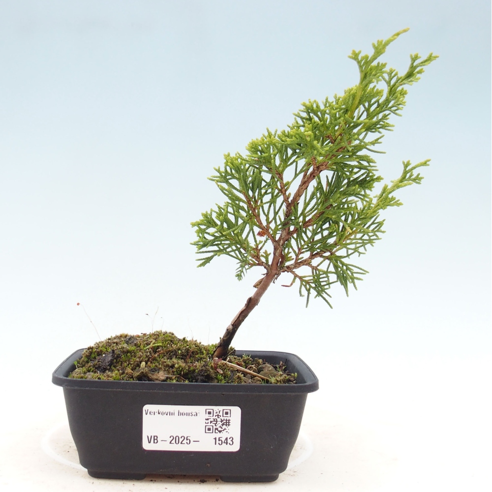 Outdoor bonsai - Juniperus chinensis Itoigawa - Chinese juniper