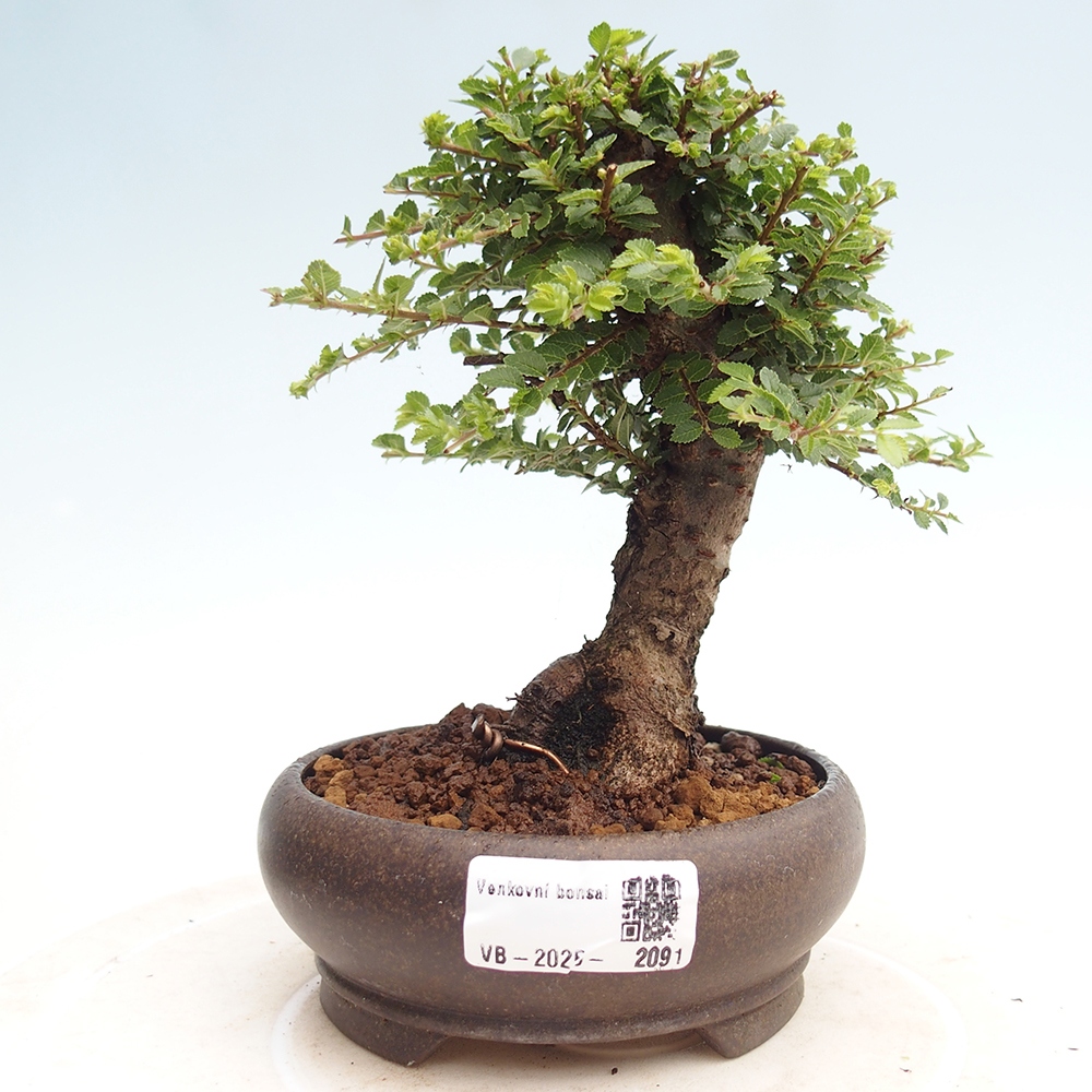Outdoor bonsai - Ulmus parvifolia Hokkaido - Chinese elm