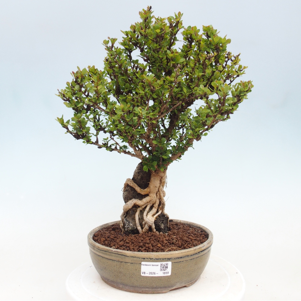 Outdoor bonsai - Berberis coreana