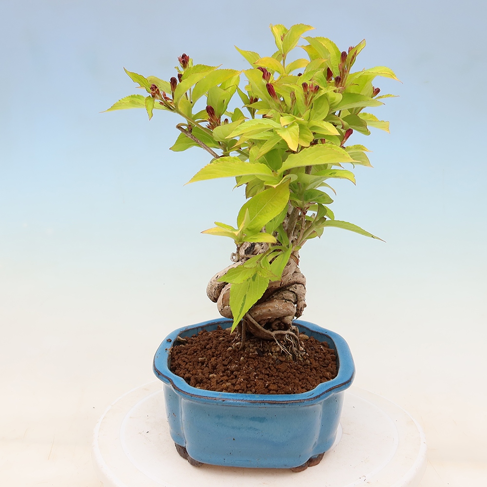 Outdoor Bonsai - Weigela subsessilis - Korean Weigela