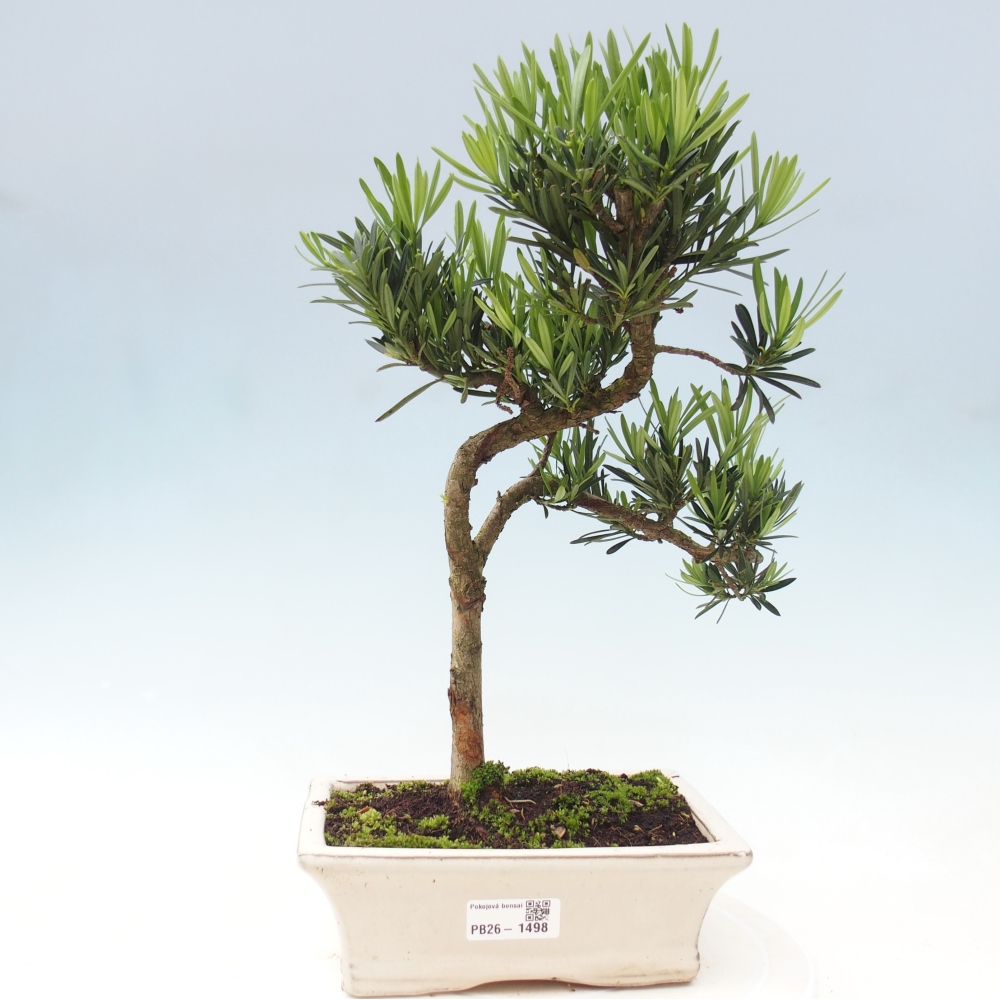 Room bonsai - Podocarpus - Stone Yew