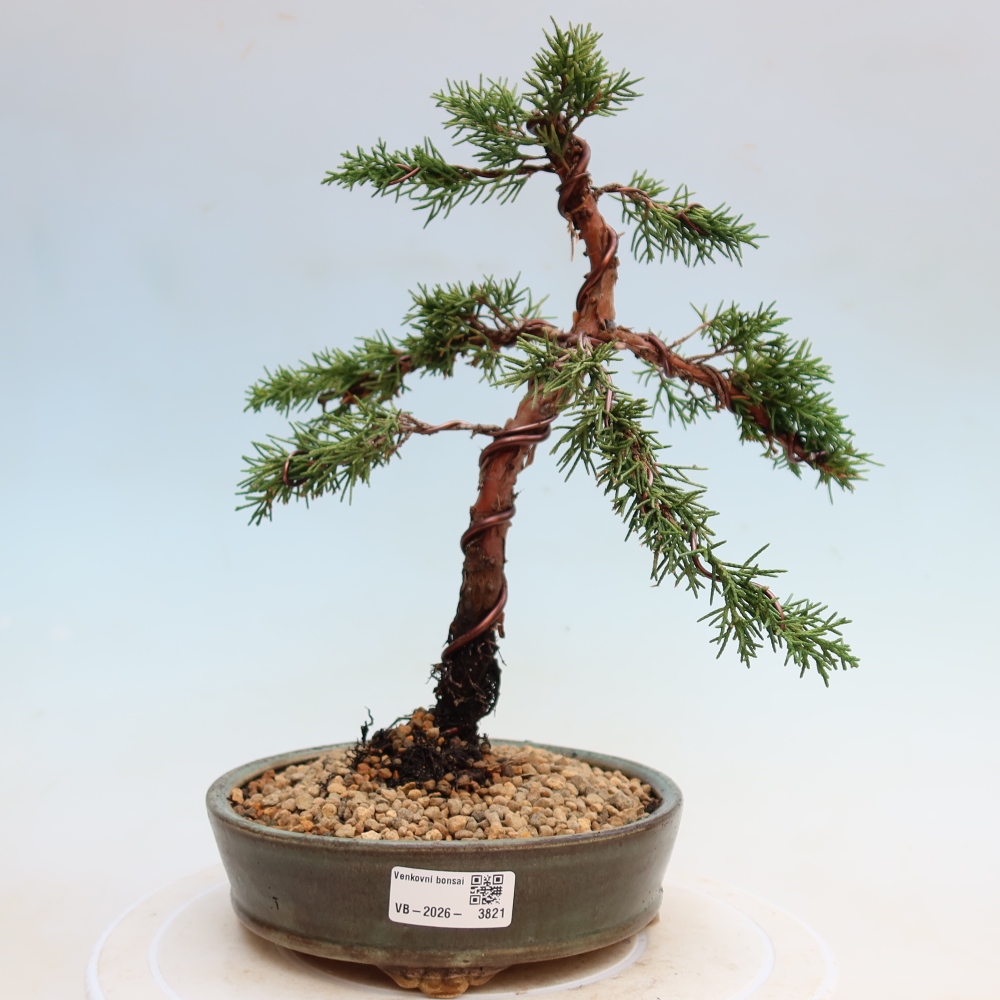 Outdoor bonsai - Juniperus chinensis Kishu