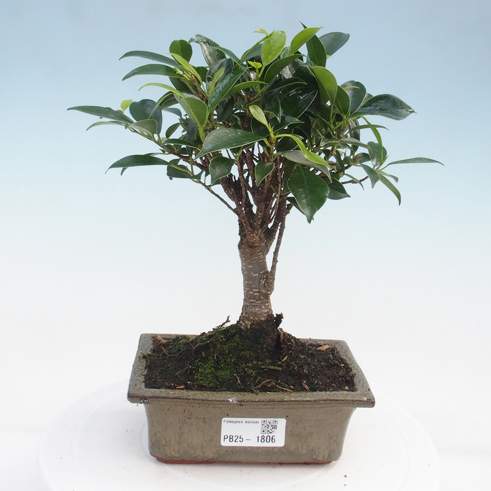 Indoor bonsai - Ficus retusa - small-leaved ficus