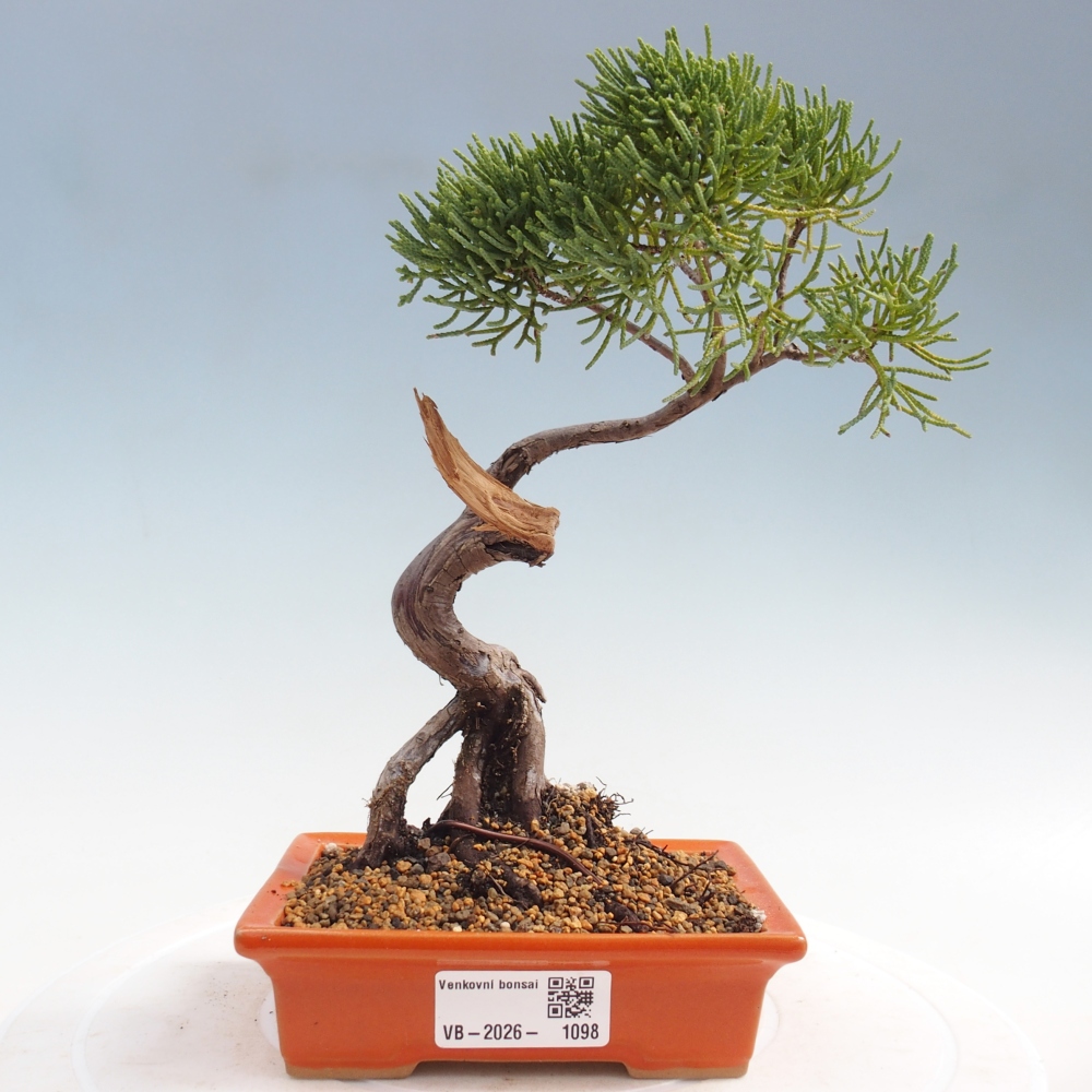 Outdoor bonsai - Juniperus chinensis Kishu